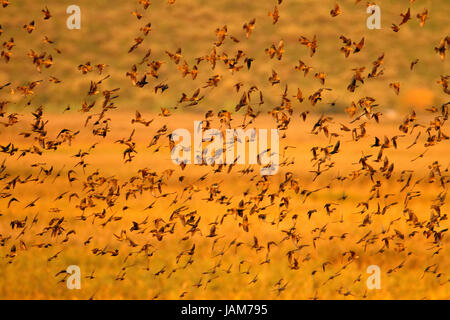 The common starling flockfly above the reeds in a lake called Vransko jezero, Croatia Stock Photo