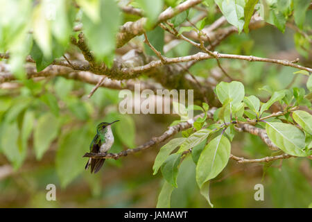 Tiny green hummingbird sitting on a small tree branch Stock Photo