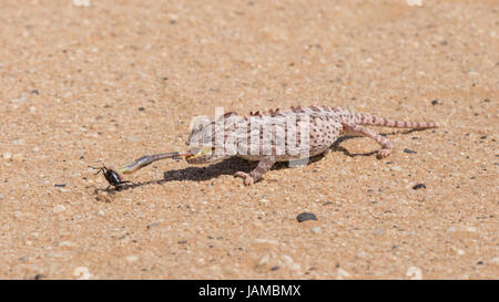 Desert adapted Namaqua Chameleon (Chamaeleo namaquensis)  in the Dorob National Park near Swakopmund, Namibia, catching a Tok Tokkie Beetle Stock Photo