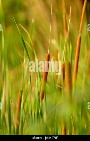 Red bulrush growing in natural habitat shot outdoor Stock Photo