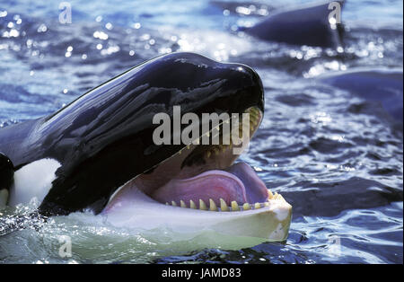 Big killer whale,Orcinus orca,adult animal,open mouth, Stock Photo