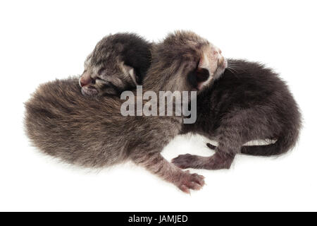 Grey kitten isolated on white background Stock Photo