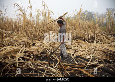 Belize,orange Drumming District,man,sugarcane,harvest,Fairtrade,no model release, Stock Photo