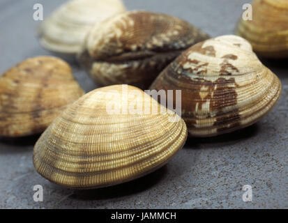 Venus's shells,venerupis sp.,white background Stock Photo - Alamy