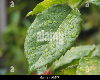 Rain Drops on a Leaf of a Rose Bush Stock Photo
