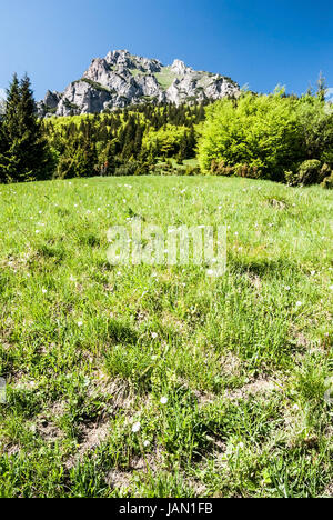 mountain meadow with trees on Medziholie with rocky dolomitian Velky Rozsutec hill in spring Krivanska Mala Fatra mountains in Slovakia