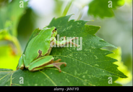 Australian Green Tree Frog sitting on a vine with green leaf background Stock Photo