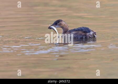 little grebe Stock Photo