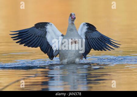 nilgans Stock Photo