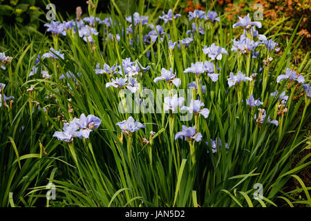 Light blue Iris sibirica 'Silver Edge' in flower in late spring early summer, RHS Gardens Wisley, Surrey, southeast England, UK Stock Photo