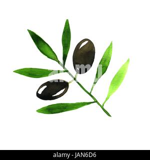 Watercolor hand drawn olive branch illustration Stock Photo - Alamy