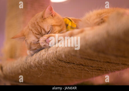 Peaceful orange red tabby cat male kitten curled up sleeping. Stock Photo