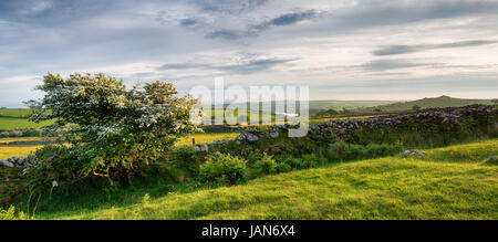 A Hawthorn tree in bloom on Bodmin Moor in Cornwall with Siblyback lake and Tregarrick Tor in the far distance Stock Photo