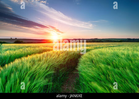 Glorious summer sunset over fields of ripening barley in the Cornish countryside near Stock Photo