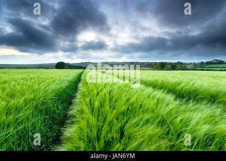 Dark stormy skies over a field of lush green barley blowing in the wind near Bodmin in Cornwall Stock Photo