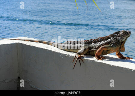 A very big brown, orange, green and black striped iguana about 6 feet long stands on a seawall overlooking the intracoastal waterway on a sunny winter day in Florida. Stock Photo