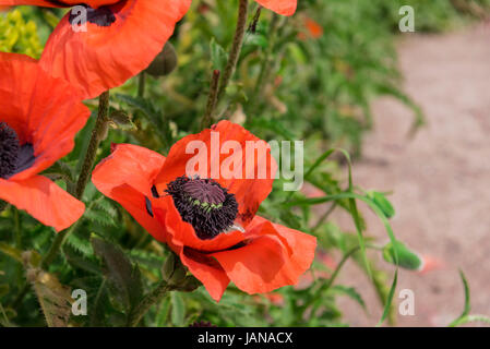 Close up of giant red poppy flower. Stock Photo