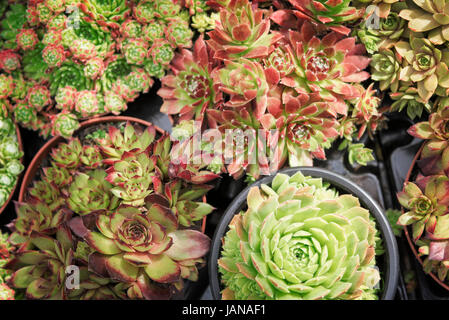 Collection of potted succulent plants. Stock Photo