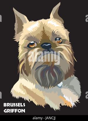 Colored brussels griffon vector isolated portrait on black background Stock Vector