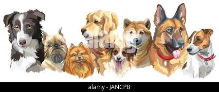 Set of colorful vector portraits of different dog breeds (brussels griffon, Shiba Inu, Pomeranian, Border collie, German shepherd,  Golden retriever,  Stock Vector