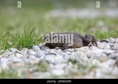 Bufo toad lying on stones and grass under the sun Stock Photo