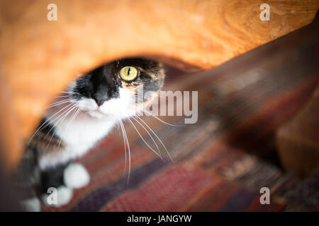 Beautiful calico cat peaking out from under a wooden table with pinpoint focus on the eye and shallow depth of field. Stock Photo
