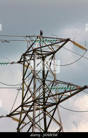 A plastic Owl mounted high up on a National Grid high tension pylon in a rural setting. Stock Photo