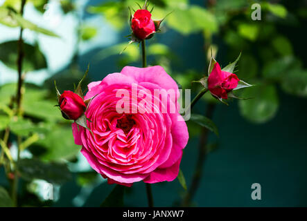 A rose with three buds in a garden Stock Photo