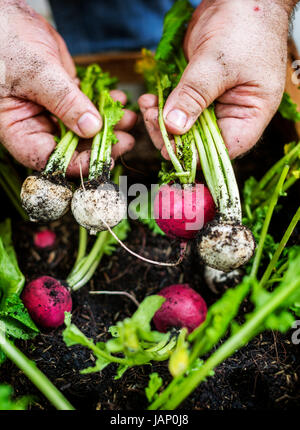 Closeup of hand holding beets Stock Photo