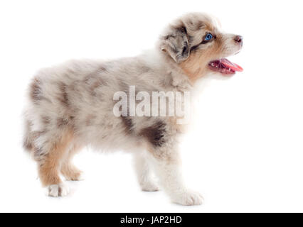 purebred puppy australian shepherd  in front of white background Stock Photo