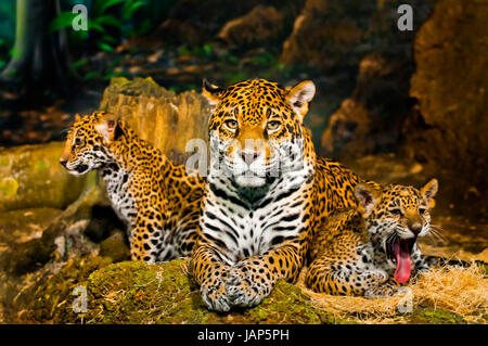 Two little Jaguar Cubs One yawning another looking left while mother looking straight into the camera Stock Photo