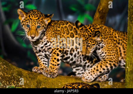 Two little Jaguar Cubs playing on the tree branch Stock Photo