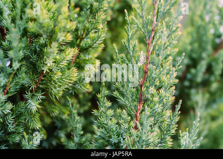 Close-up of juniper tree with young leaves Stock Photo