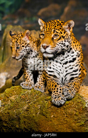 Little Baby Jaguar playing with its mother Stock Photo