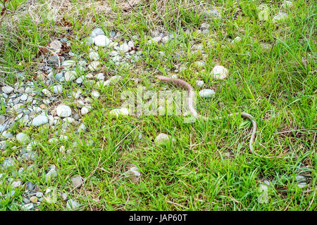 Close-up of sheltopusik legless lizard or Pseudopus apodus' also known as Pallas glass lizard Stock Photo