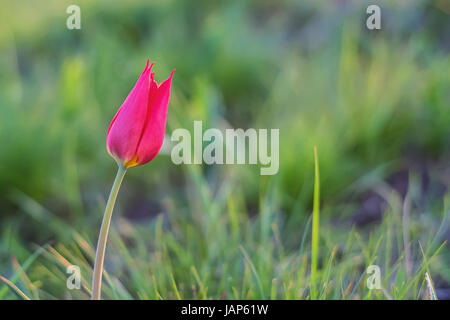 Wild red tulip known as Tulipa schrenkii or Tulipa suaveolens Stock Photo