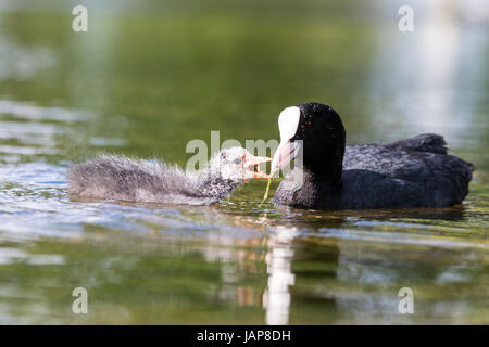 Bushy Park, West London. 7th June 2017. A coot feeds it's chic in calmer waters after strong winds and rain yesterday. Credit: Peter Brydon/Alamy Live News Stock Photo