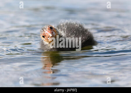 COOT FULICA ATRA FEEDING CHIC. SPRING. ARUNDEL UK Stock Photo - Alamy