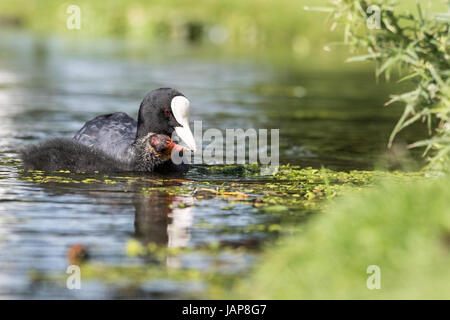 Bushy Park, West London. 7th June 2017. A coot and it's chic, swimming in calmer waters after yesterday's bad weather. Credit: Peter Brydon/Alamy Live News Stock Photo