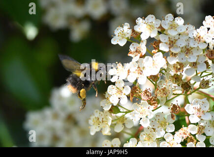 Mansfield, Nottinghamshire, UK. 7th June, 2017. Bumble bee collecting nectar on a sunny day after the rain and wind of yesterday. Alan Beastall/ Alamy Live News. Stock Photo