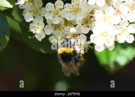 Mansfield, Nottinghamshire, UK. 7th June, 2017. Bumble bee collecting nectar on a sunny day after the rain and wind of yesterday. Alan Beastall/ Alamy Live News. Stock Photo