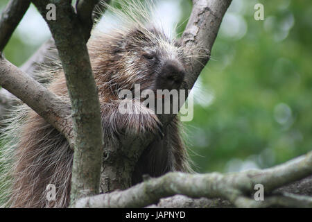 Close Up of Porcupine in Tree Stock Photo