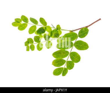Small twig with green leaves isolated on white background Stock Photo ...