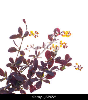 Flowering twigs of barberry red on white Stock Photo