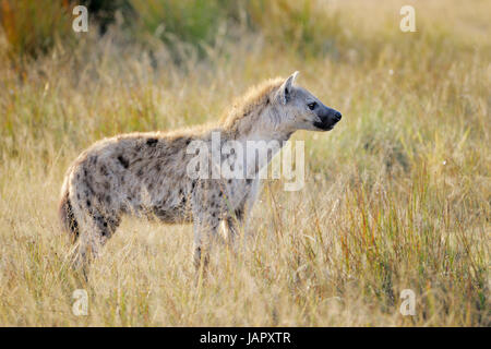 Spotted Hyena (Crocuta crocuta) standing in early morning light, Tanzania, Serengeti National Park Stock Photo