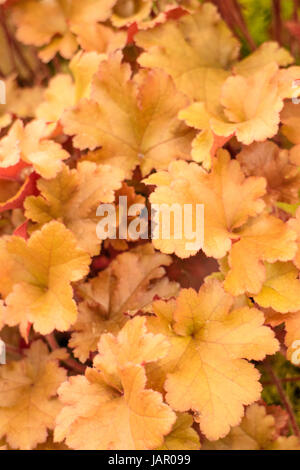 Heuchera Marmalade Stock Photo