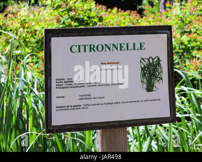 Plants Grass Citronella Sale For