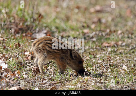 Wild boar baby (Sus scrofa) Stock Photo