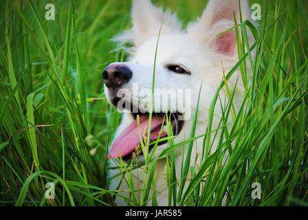 The life of a dog Stock Photo