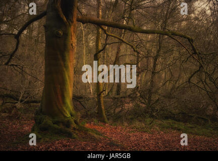 A strange looking “cyclops” tree catches the evening sun in a Washburn Valley beech wood. Stock Photo